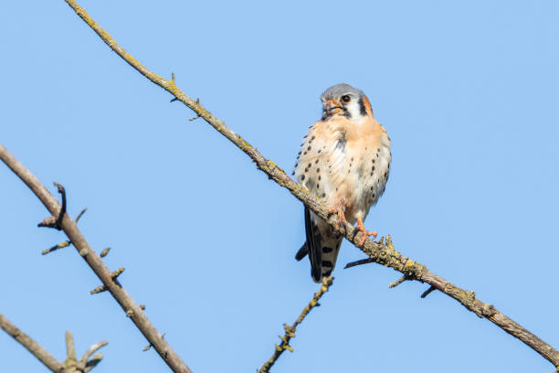 istock american kestrel bird 1152930523