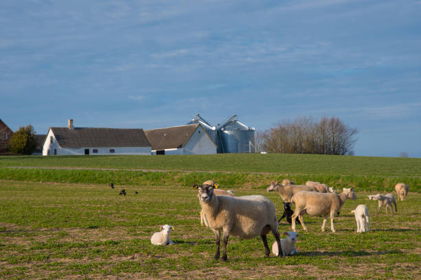 istock Sheep walking on a field with her lam in countryside Denmark 1152931087