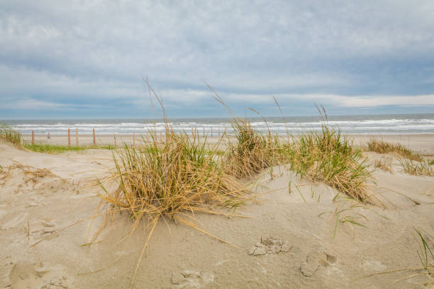 istock Diamond Beach sand dunes in Spring, Wildwood Crest, NJ 1152932009