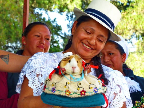 Cuenca, Ecuador - April 11, 2018: Local woman dressed in traditional way (cuencana) holding guinea pig or cuy dressed in traditional women's dress for Cuenca region at food festival. Guinea pig is traditional food at South America