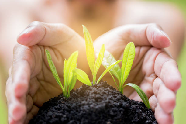 istock seedling in hands with blurry face man, growth concept, startup concept, spring concept 1152933950