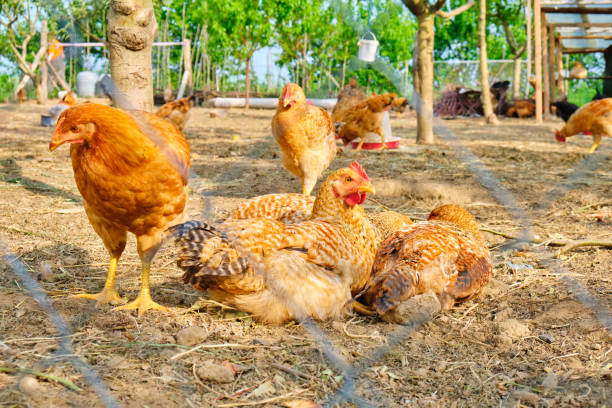 790+ Gallus Gallus Domesticus Stock Photos, Pictures & Royalty
