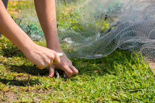istock Hands which Collect Small Fish Captured by a Fishnet on Blur Background 1152937664