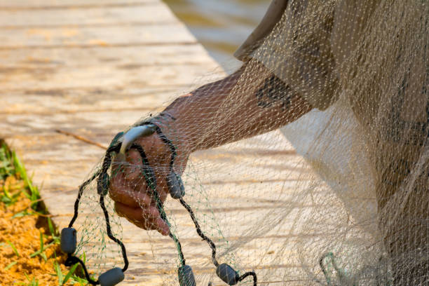 Hands which Collect Small Fish Captured by a Fishnet on Blur Background