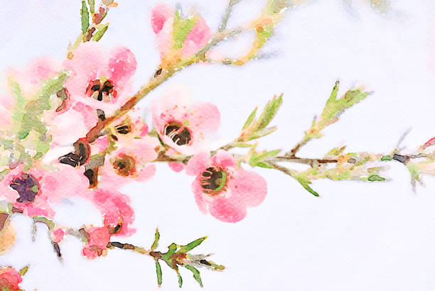 istock Watercolor Illustration of Manuka 1152937965