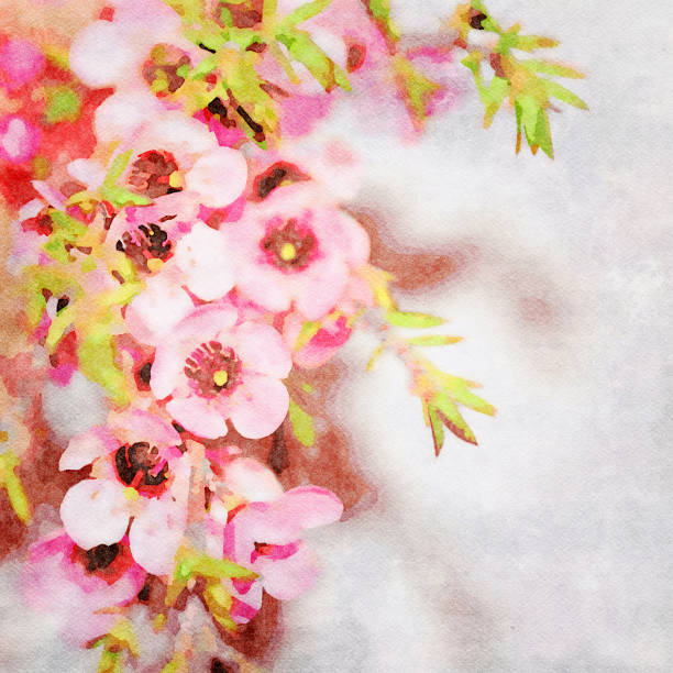 istock Watercolor Illustration of Manuka 1152939069