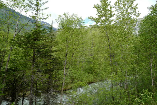 istock Canadian Rockies 1152939223