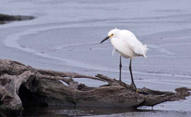 el egret nevado en el borde de las aguas - wading snowy egret egret bird fotografías e imágenes de stock