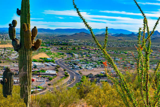 istock Springtime wildflowers with Tucson skyline. AZ (P) 1152943650