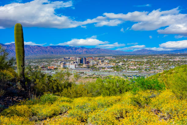 istock Springtime wildflowers with Tucson skyline. AZ 1152943670
