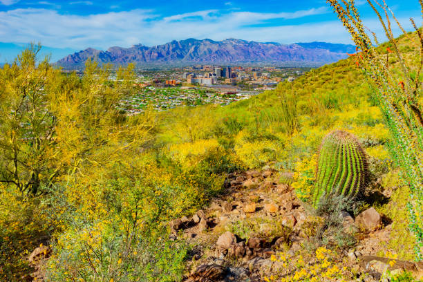 istock Springtime wildflowers with Tucson skyline. AZ (P) 1152943721