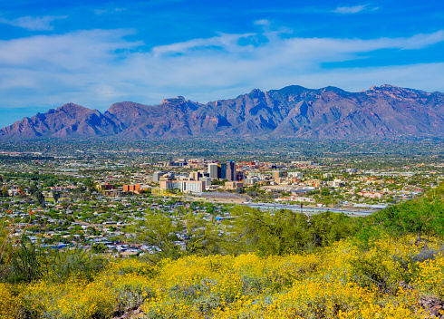 Springtime wildflowers with Tucson skyline. AZ