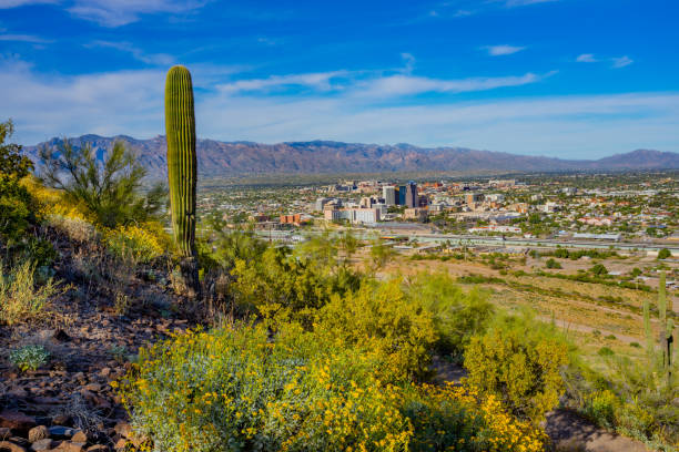 istock Springtime wildflowers with Tucson skyline. AZ 1152943874