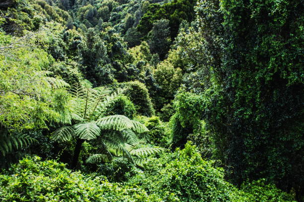 istock Background image of a native New Zealand Forest 1152944597
