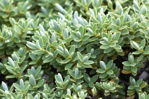 Close up image of Veronica Topiaria Leaves, a native New Zealand Hebe. stock photo