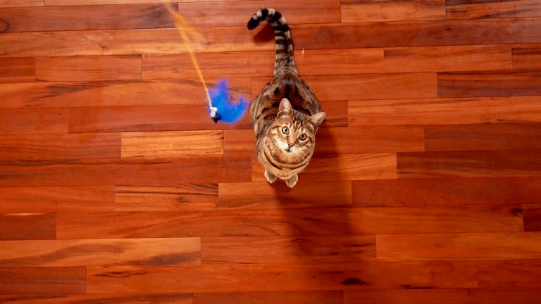 4K Top view of Bengal cat playing with feather cat toy