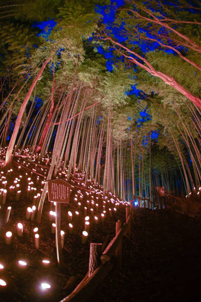 luz-acima do pequeno-diâmetro do bosque de bambu (floresta pequena do castelo da mesa do cidadão) - 13520 - fotografias e filmes do acervo