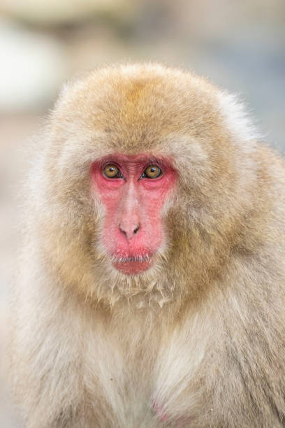 Monkey, monkeys bathing in a natural hot spring at Nagano , Japan
