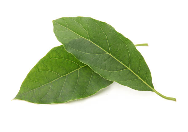 istock leaf of avocado tree isolated on white background 1152950427