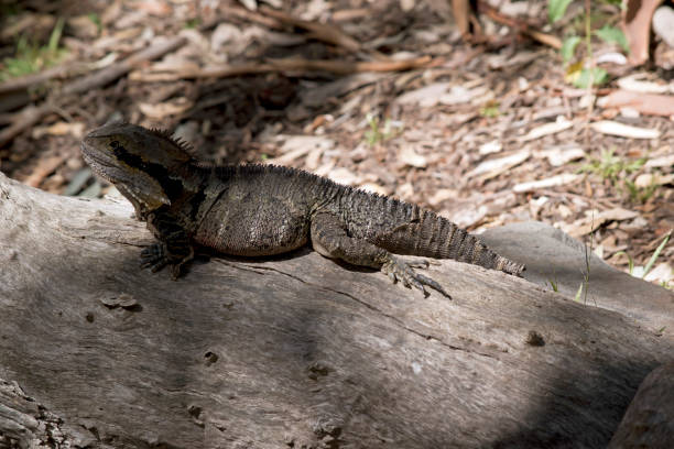 istock this is a side view of a  water dragon lizard 1152951271