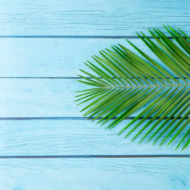Flat lay Green leaf on blue wooden floor, top view and copy space, summer concept