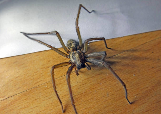 istock Tegenaria Spider in house in UK 1152952843