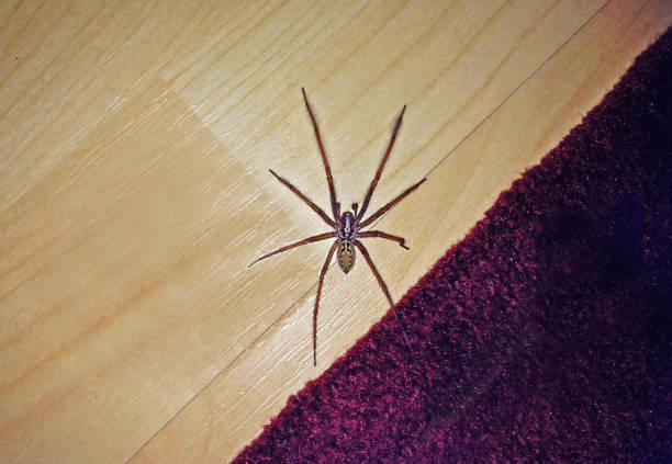 istock Tegenaria Spider in house in UK 1152952984