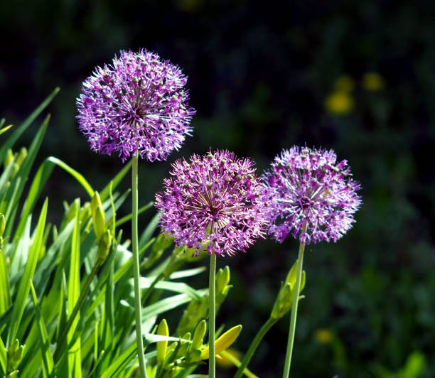 istock bright lilac blooming aflatuni onion Latin name Allium aflatunense 1152955495
