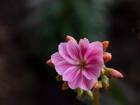 The delicate pink blossom of this Lewisia flower .