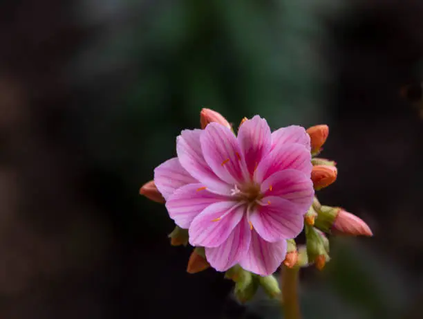 The delicate pink blossom of this Lewisia flower .