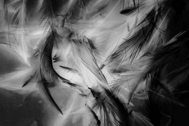 istock Beautiful abstract colorful white and black feathers wall pattern textures background and wallpaper art 1152956580