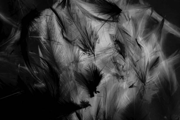 istock Beautiful abstract colorful white and black feathers wall pattern textures background and wallpaper art 1152956589