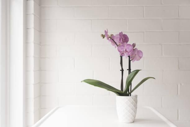 istock Purple orchid on table against white wall 1152957405