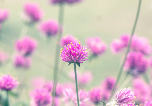 istock Pink flowers, bokeh background 1152960580