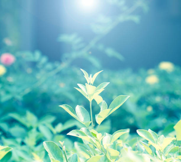 Beautiful natural background frame with fresh juicy green