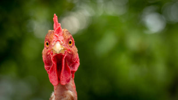 istock Rooster, in the pen chicken's head close-up 1152965303