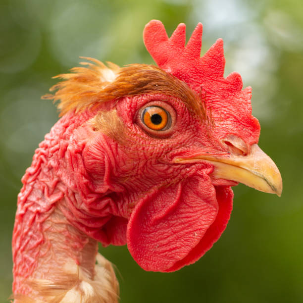 istock Rooster, in the pen chicken's head close-up 1152965316