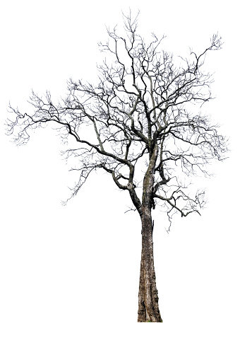 single tree without leaf with clipping path on white background