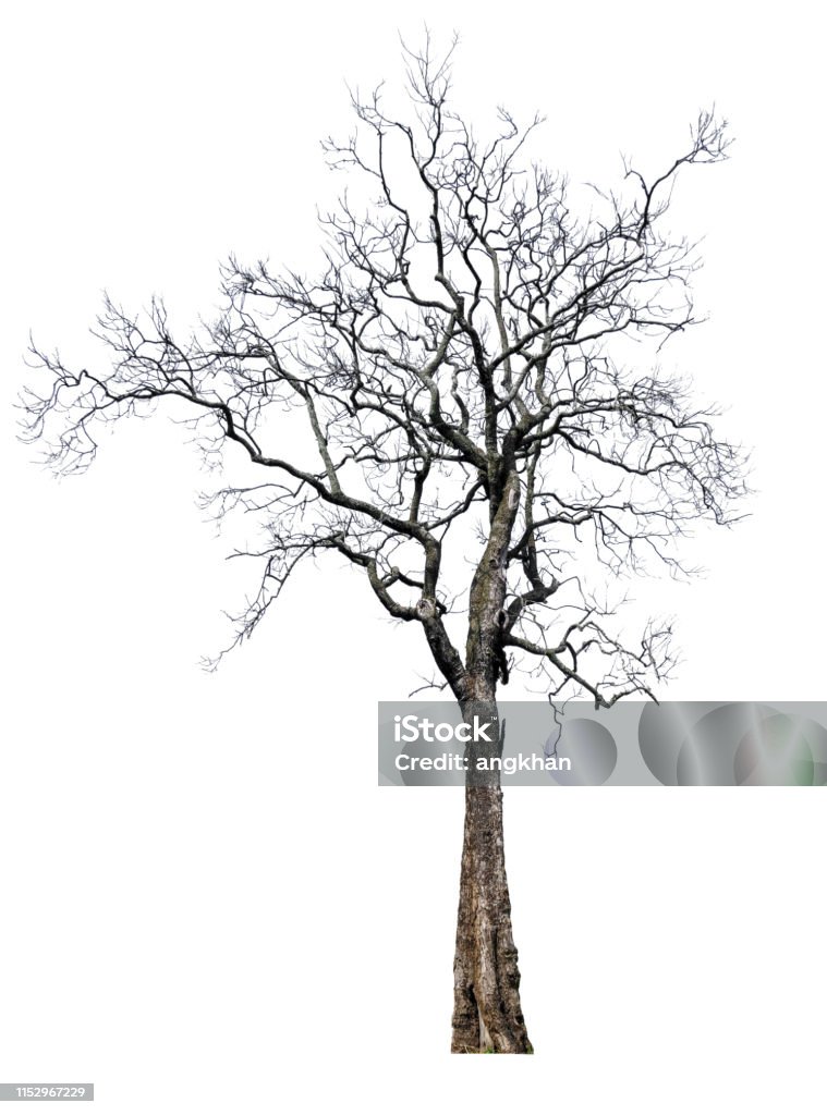 Tree Single Without Background Single Tree Without Leaf With Clipping Path Stock Photo - Download ...