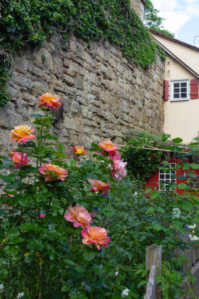 istock pink yellow roses in a cottage garden 1152967247