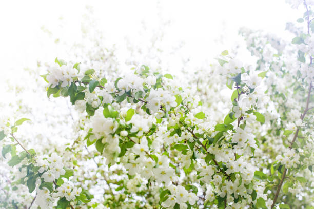 branches de pommier de floraison, fleurs blanches et feuilles vertes sur fond de ciel ensoleillé flou fermer, fleur de cerisier de printemps en lumière du soleil rétroéclairé, fleurs de sakura en fleur, belle nature printanière - cherry tree morning sunlight sunny photos et images de collection