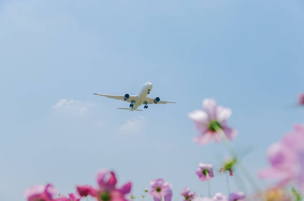 istock Commercial plane and cosmos flower field 1152967587
