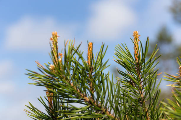 istock pine branch against the sky 1152968250