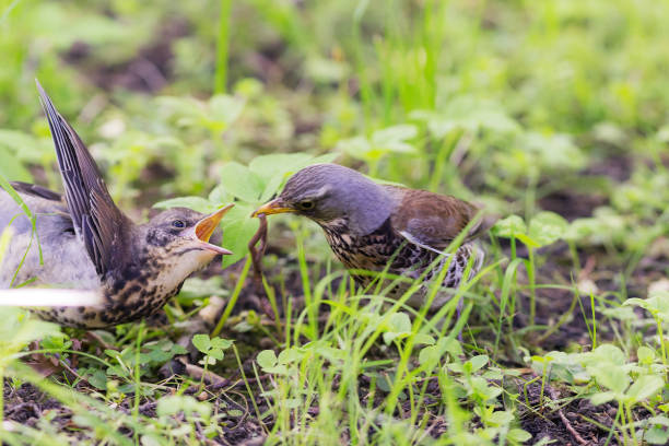 istock fieldfare feeds the nestling 1152968502