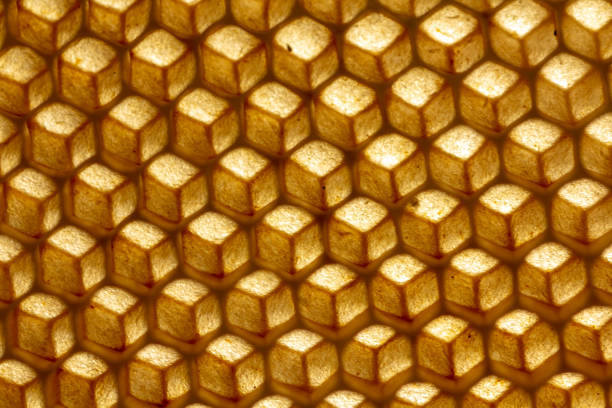 istock The texture of empty wax honeycombs built by bees, without human involvement 1152968658