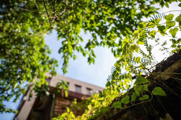 green plant overgrown from the building wall