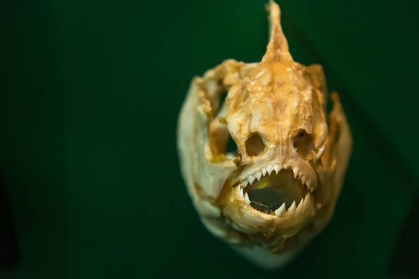 istock The Piranha head skeleton in Phuket.Thailand. 1152969685