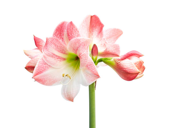 flores de hippeastrum ou de amaryllis, flores cor-de-rosa do amaryllis isoladas no fundo branco, com trajeto de grampeamento - amaryllis - fotografias e filmes do acervo