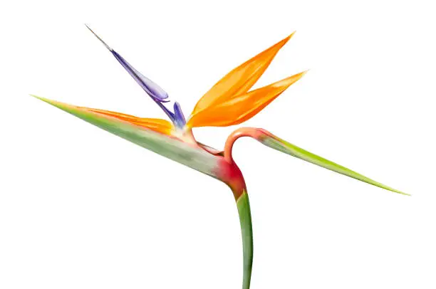 Photo of Strelitzia reginae flower, Bird of paradise flower, Tropical flower isolated on white background, with clipping path