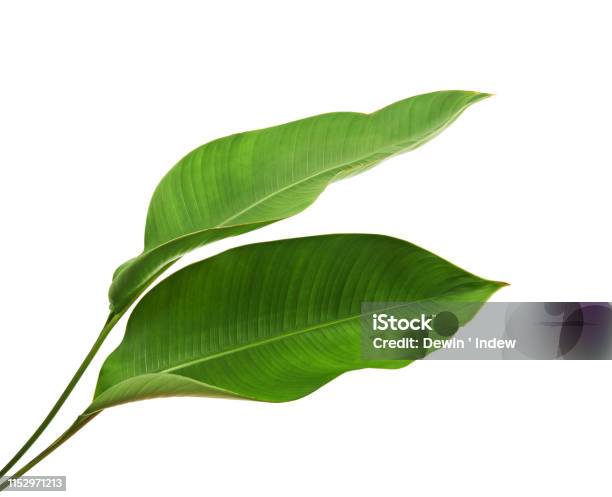 Strelitzia Reginae Heliconia Tropical Leaf Bird Of Paradise Foliage Isolated On White Background With Clipping Path Stock Photo - Download Image Now